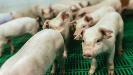 La peste porcina no ha llegado a Aragón