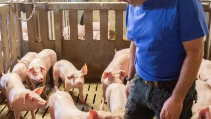 Explotación porcina en intensivo