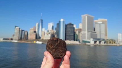 La trufa de Teruel encara su mejor cosecha en tres años y se consolida como referente mundial