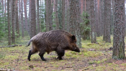 La caza del jabalí como medida de prevención en La Rioja