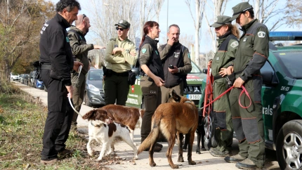 los equipos buscan localizar cadáveres de jabalíes y monitorizar los ejemplares vivos para impedir que salgan del perímetro y obliguen a ampliarlo.