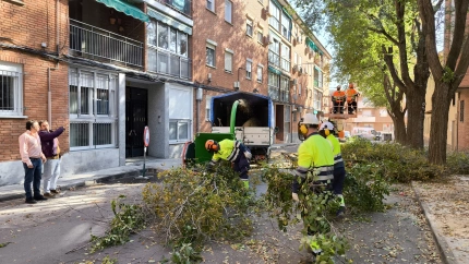 Consulta aquí las calles y las fechas de la poda en Ciudad Real: "Se va a intervenir en 14.000 árboles"