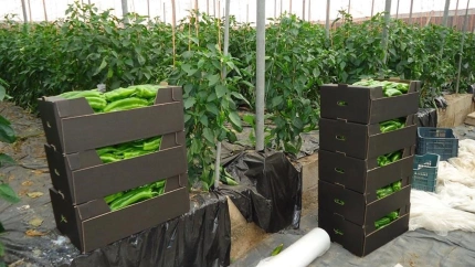Cajas de pimientos recolectados en un invernadero de Almería.