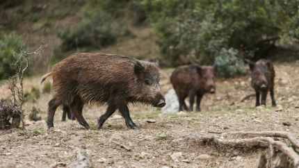 Un grupo de jabalíes en un monte