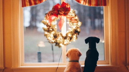 Moydog abrirá en la calle de la Iglesia de Ferrol