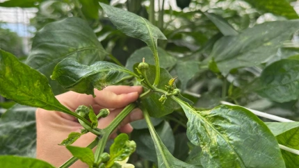 Thrips parvispinus en cultivos