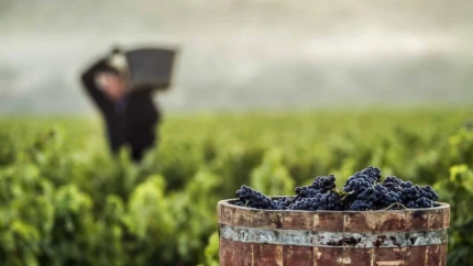 Luz verde al arranque voluntario de viñedo