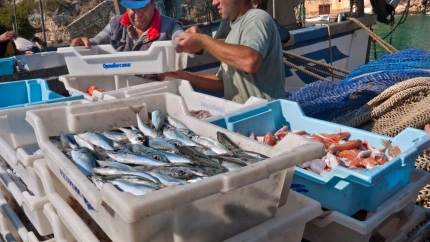 Muelle de pesca de Mallorca con pescadores clasificando, empaquetando y descargando su pesca fresca en el puerto pesquero de Cala Figuera