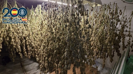La Policía Nacional desmantela una plantación “indoor” de marihuana con 881 plantas