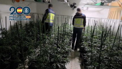 Los agentes localizaron en la vivienda un sofisticado sistema “indoor” con 881 plantas de marihuana distribuidas en varias estancias