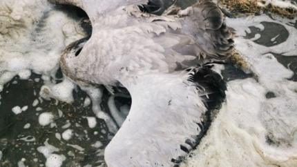 Gripe aviar (Archivo)