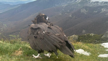 El buitre negro ha vuelto a volar en Os Ancares