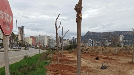Nuevas moreras plantadas en Las Salinas de Calp gracias al Mecenazgo Verde, creando espacios de sombra y naturaleza para la ciudadanía