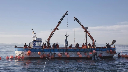 Pesca del Atún rojo salvaje