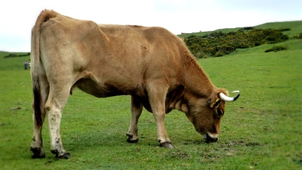 Una vaca pastando en un campo asturiano