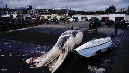Maniobras para sacar una ballena varada del puerto de Oza (A Coruña)