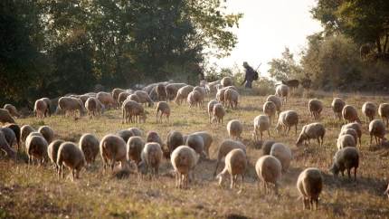 Rebaño de ovejas. Valle de la Barcedana.Montsec de Rabia.Lleida.Sierra pirenaica.Catalunya