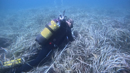 Las praderas de posidonia de Calp muestran un estado de salud óptimo