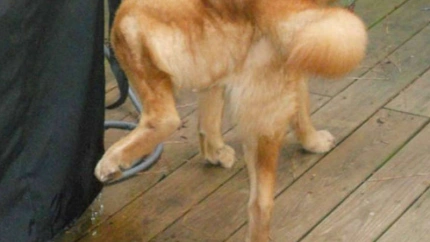 El concejal de Medio Ambiente, Antonio Casas explica los detalles del borrador de la nueva ordenanza de convivencia animal.