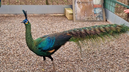 Una afición especial