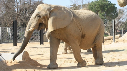 El Zoo de Barcelona ha comunicado la muerte de la elefanta africana Susi, uno de sus animales más emblemáticos.
