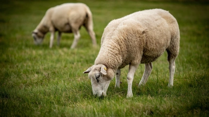 La Junta blinda a los ganaderos con un ahorro de 1,5 millones y activa el plan de vialidad invernal en Cazorla