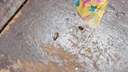 Esto es una entrevista en Herrera en COPE Gran Canaria con ...... es obligatorio que lo menciones para contextualizar la noticia y tenerla en cuenta en su redacción.Busca un titular atractivo que fomente la lectura de la misma.Plagas en el barco