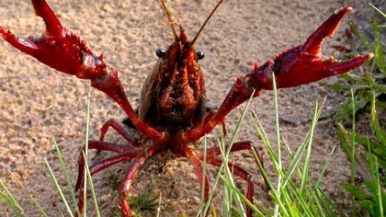 Cangrejo rojo americano