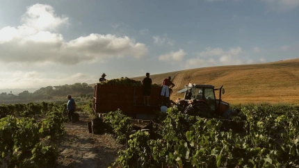 Vendimia 2025 en el Marco de Jerez