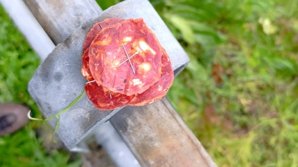 Una rodaja de chorizón con varios alfileres