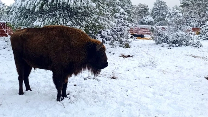 Bisontes en Guadalajara