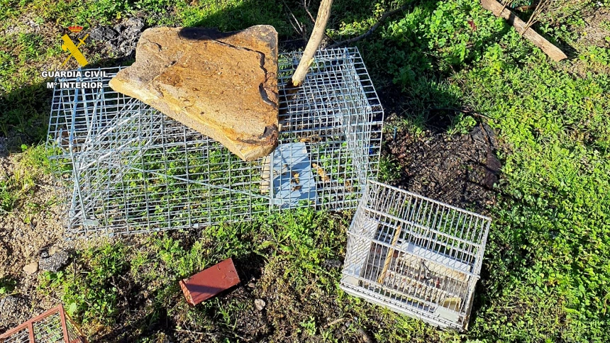 Caza ilegal de jilgueros