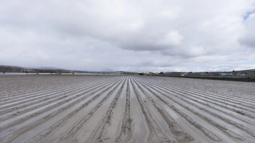 Cultivos anegados tras las inundaciones producidas por el desbordamiento del río Genil, en Huétor Tájar, Granada