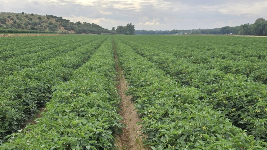 Plantación de tomate