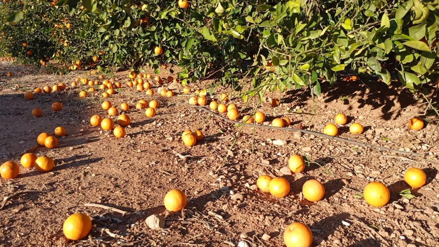 AVA ASAJA Viento naranja