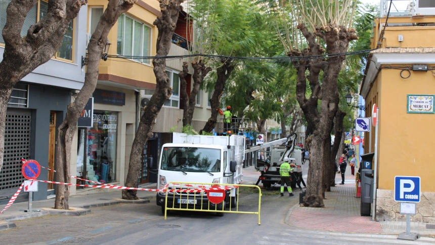 La poda de las jacarandas de Carlos Sentí obliga a cortar el tráfico en el centro de Dénia
