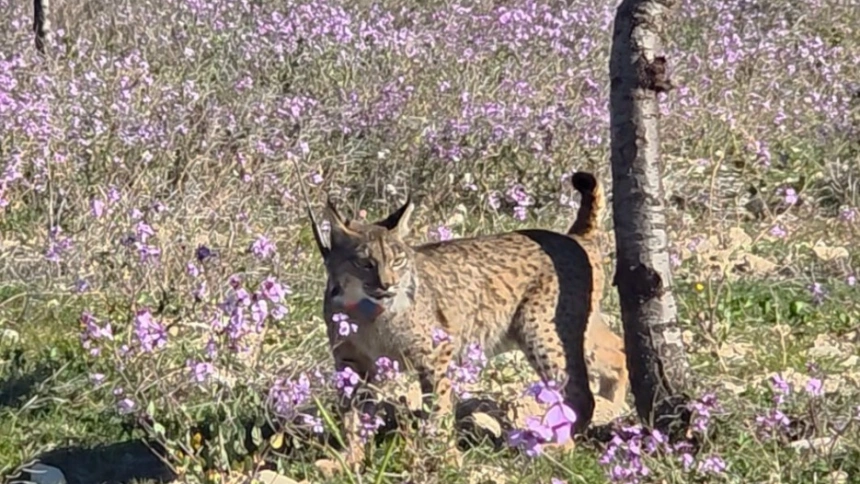 uno de los dos linces liberados este martes en las tierras altas de Lorca
