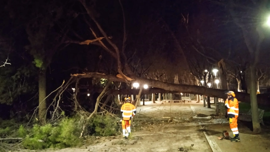 Árbol caído en el parque Miguel Servet