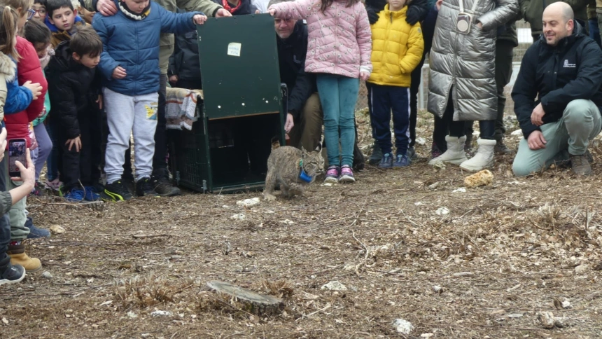 La Junta de Castilla y León libera dos nuevos linces ibéricos para afianzar la especie en Palencia