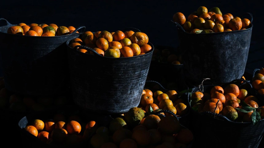 29/12/2025 Imagen de la campaña municipal 2025-2026 de recogida de naranja amarga en Sevilla capital. A 29 de diciembre de 2025, en Sevilla (Andalucía, España). El Ayuntamiento de Sevilla prevé recoger cerca de siete millones de kilos de naranja amarga hasta finales del mes de febrero en la campaña municipal de recogida 2025-2026, que se desarrolla en toda la ciudad y alcanza a más de 52.000 naranjos aptos para la recolección.POLITICA María José López - Europa Press