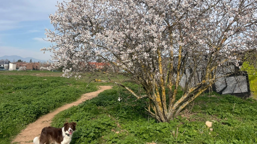 La imagen que da la bienvenida a la primavera en La Rioja