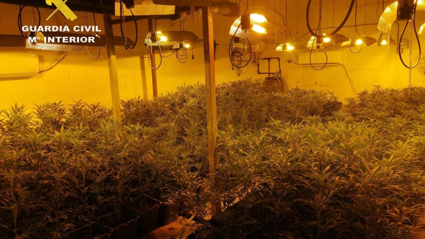 Imagen de una plantación de marihuana intervenida por la Guardia Civil en Lora del Río (Sevilla).