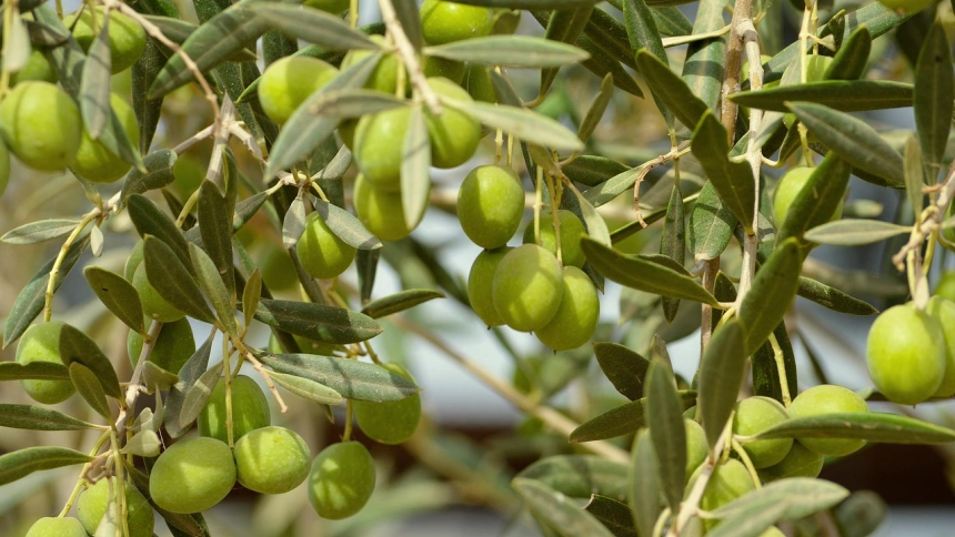 Jose Alfonso Gómez, Citoliva