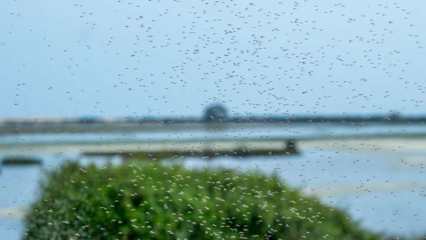 (Foto de ARCHIVO)Nubes de mosquitos en el Parque Nacional de Doñana. A 9 de abril de 2025 en Almonte, Huelva (Andalucía, España). La consejera de Sostenibilidad y Medio Ambiente de la Junta de Andalucía, Catalina García, ha visitado El Parque Nacional de Doñana para conocer de primera mano el estado actual de sus lagunas y zonas húmedas. Acompañada por técnicos del Espacio Natural de Doñana.Francisco J. Olmo / Europa Press09/4/2025