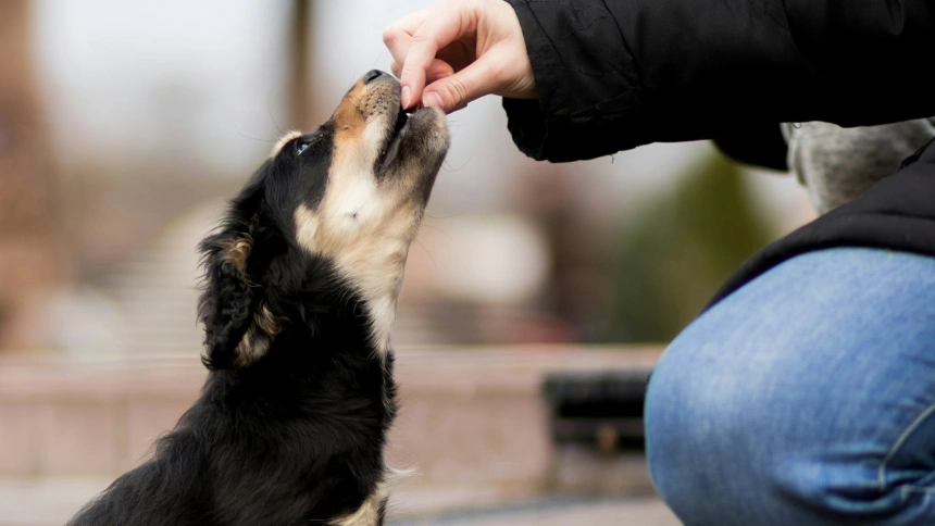 EuropaPress_6752524_sobrealimentacion_falta_ejercicio_fisico_son_principales_causas_sobrepeso