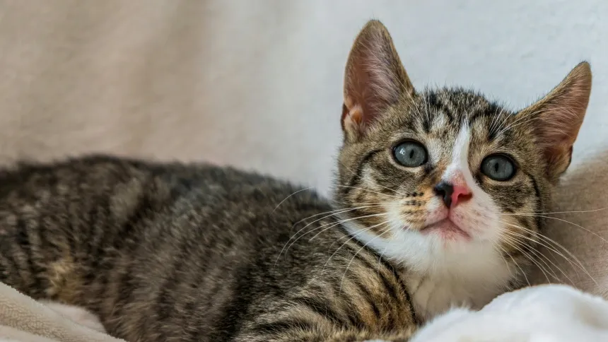 Eliminar los pelos de las mascotas de los tejidos