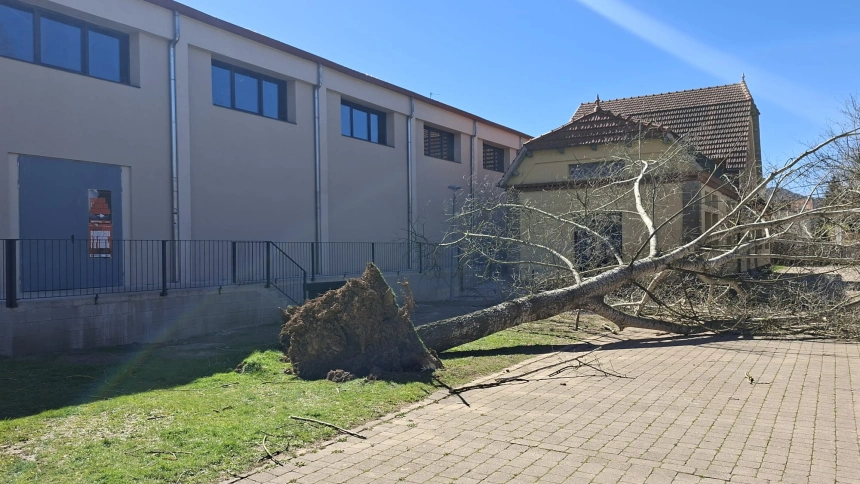 Árbol en Sant Joan de les Abadesses caído por el fuente viento