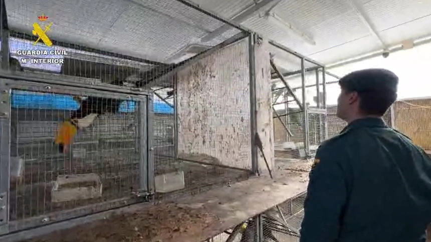 Operación de la Guardia Civil en la que han intervenido más de 500 ejemplares de aves exóticas protegidas en el interior de una vivienda en Cádiz.La Guardia Civil ha localizado en el interior de una vivienda en Estrella del Marqués, pedanía de Jerez de la Frontera, en la provincia de Cádiz, una colección de aves exóticas con más de 500 ejemplares de distintas especies.