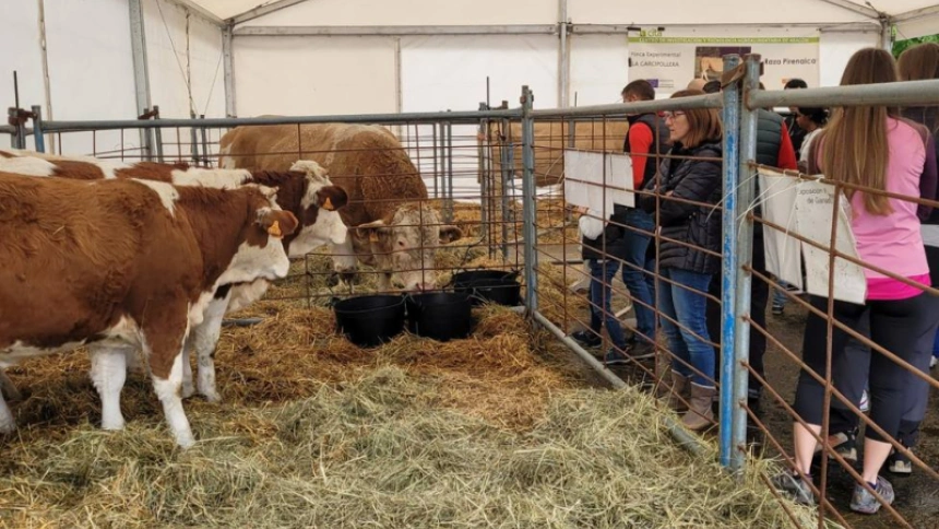 Feria ganadera en Biescas