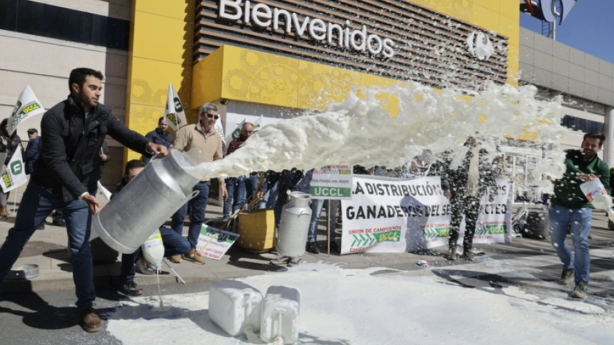 Ganaderos derramando leche